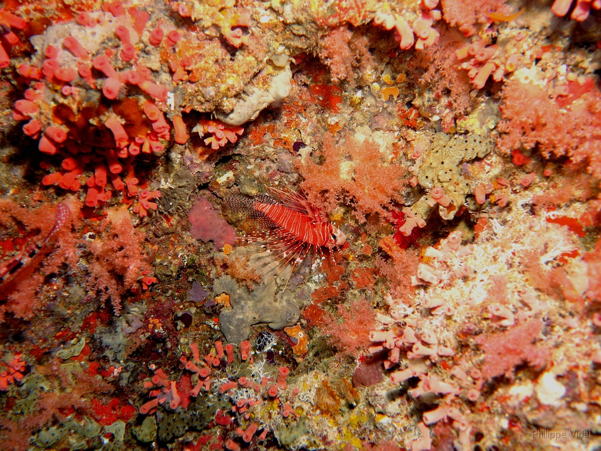 Velidhu - 2013_03_13 - IMG_0607r_Laffe cornu ou poisson diale ou pterois a antennes - Pterois antennata_Nika point_Plongee.jpg